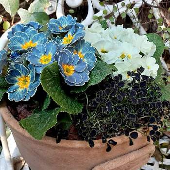グリーンアクセサリー♪の画像 by samoanママさん | 小さな庭とクローバー・ティントナイトとプリムラ　ジュリアンとグリーンアクセサリー♪とよせ植えと最愛の友へ届けとはなのある暮らしと可愛らしいお花♡とちっちゃいものクラブと꒰ღ˘◡˘ற꒱かわゅ~