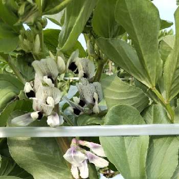 そら豆の投稿画像一覧 Greensnap グリーンスナップ