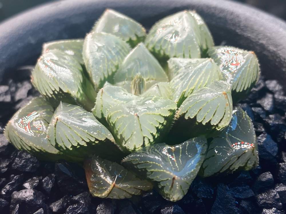 スーパー 多肉植物 ハオルチア ジェリーフィッシュ錦+トロピカルナイト