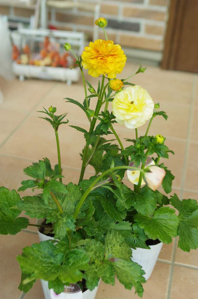 ラナンキュラスラックス ミネルバの投稿画像 By Lily ﾟさん ガーデニングと庭作り中と玄関とガーデニングと庭作り中 22月1月28日 Greensnap グリーンスナップ Greensnap グリーンスナップ