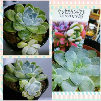 コメリplantの投稿画像一覧 Greensnap グリーンスナップ