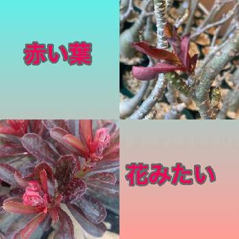 赤い葉の画像 by やんちゃんさん | 沖縄とコーデックスと赤い葉と八重咲きと綺麗な花と塊根植物と天空の薔薇 アデニウムとアデニウム・オスベム
