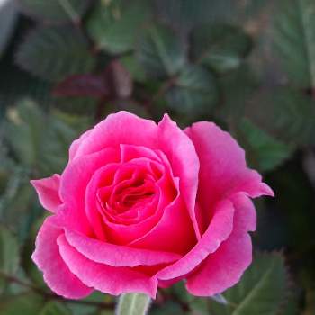 バラ,鉢植え,ピンクの花,花のある暮らし,エントランスの画像