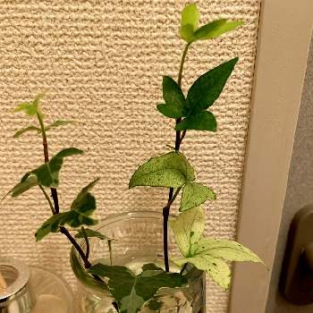 トイレの癒しの投稿画像一覧 Greensnap グリーンスナップ