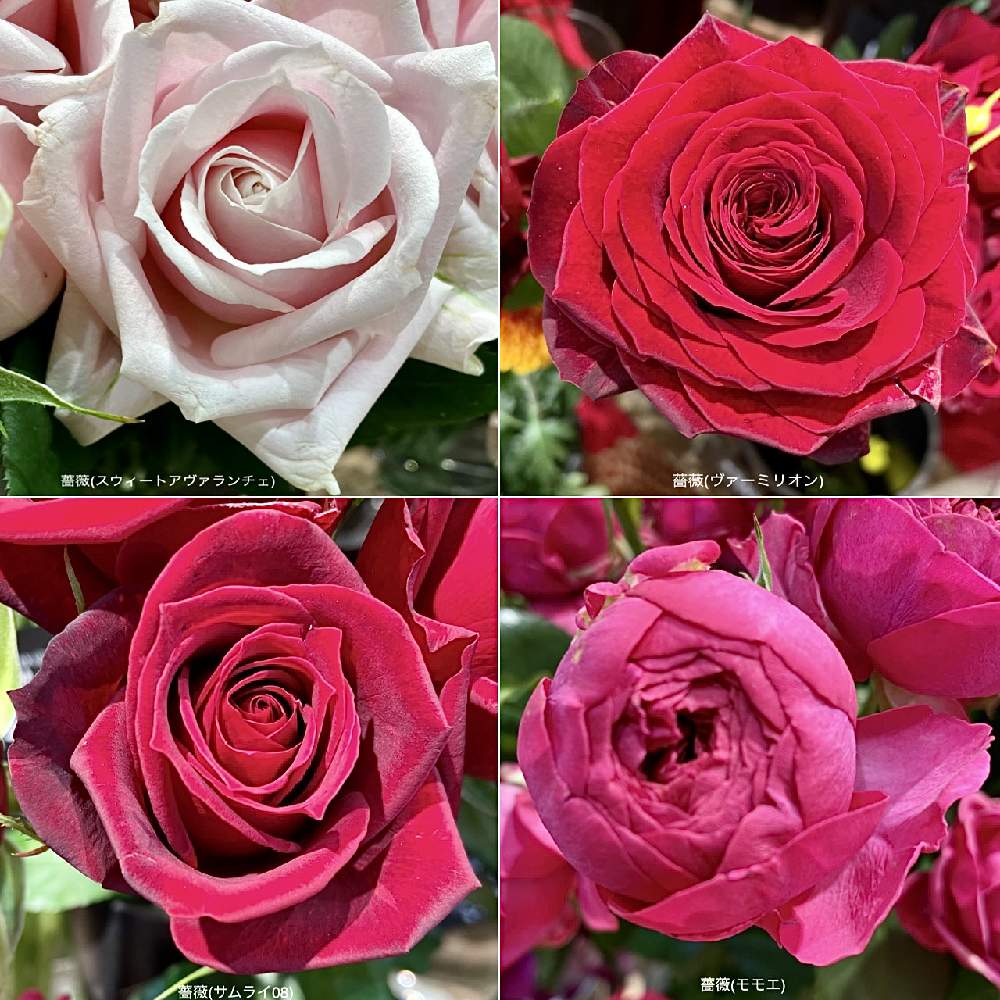 薔薇 モモエ の投稿画像 By カタバミさん 薔薇 サムライ08 と薔薇 ヴァーミリオン と薔薇 スウィートアヴァランチェ とお出かけ先 22月1月28日 Greensnap グリーンスナップ Greensnap グリーンスナップ 薔薇 モモエ の投稿画像 By カタバミさん 薔薇 サムライ08 と薔薇 ヴァーミリオン と薔薇 スウィートアヴァランチェ とお出かけ先 22月1月28日 Greensnap グリーンスナップ Greensnap グリーンスナップ