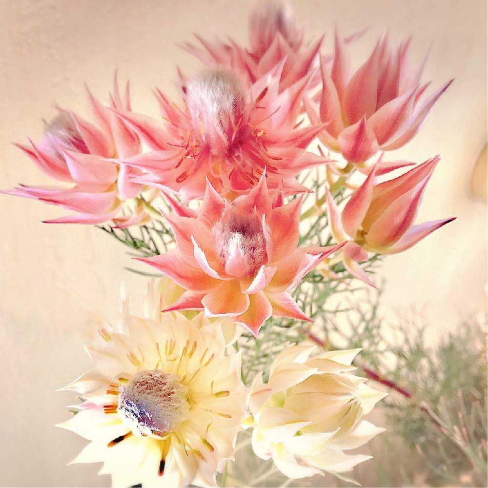 幹立ち大株　セルリアプリティピンク　花芽盛り沢山です 幹立ち大株 セルリアプリティピンク 花芽盛り沢山です セルリア