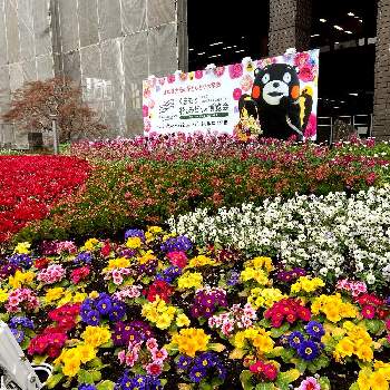 綺麗な花壇の画像 by ビビマロンさん | お出かけ先とガーデンシクラメンとストックとプリムラ　ジュリアンとアリッサムとパンジー・ビオラとパンジーとエリカと全国都市緑化フェアと全国都市緑化くまもとフェアとがんばろう熊本！とくまモン。と綺麗な花壇