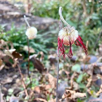 ガーベラの綿毛の投稿画像一覧 Greensnap グリーンスナップ