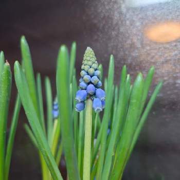 ムスカリ アルメニアカムの投稿画像一覧 Greensnap グリーンスナップ ムスカリ アルメニアカムの投稿画像一覧 Greensnap グリーンスナップ