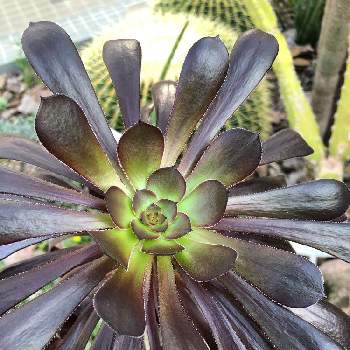 黒い葉っぱの投稿画像一覧 Greensnap グリーンスナップ