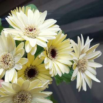 白いお花＊の画像 by オリーブの葉さん | ガーベラとガーベラ♪とガーベラ♡とガーベラの花と白いお花＊と❀白の幻想❀