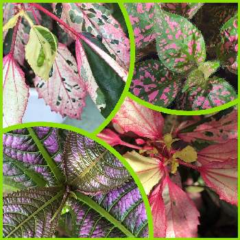 斑入りハイビスカスの葉っぱの投稿画像一覧 Greensnap グリーンスナップ