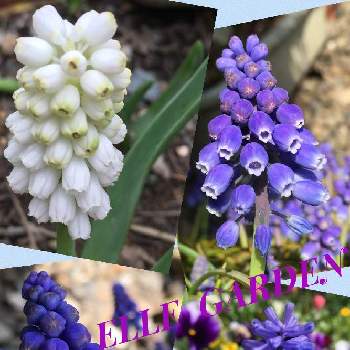 濃い紫色の画像 by 磯さんさん | 小さな庭と紫色と可愛いなと私のガーデニングと庭のムスカリと我が家の庭からと濃い紫色と白色と花のある暮らしと春よ来いと2段咲きと今日のお花