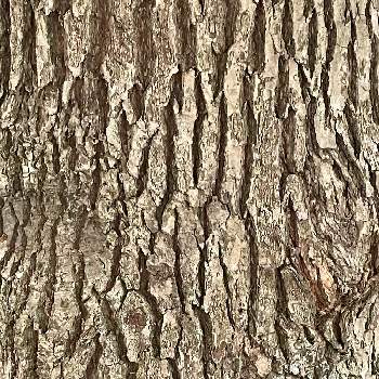 ニッケイ属の画像 by lunaさん | 車庫とクスノキとクスノキの樹皮とクスノキ科と常緑高木とニッケイ属と花壇・植込みと常緑広葉樹と植栽と樹皮