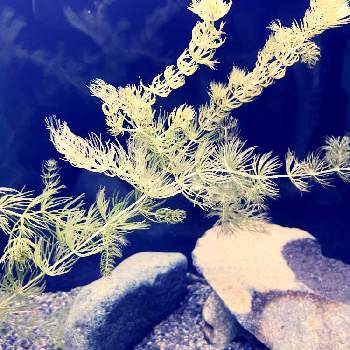 エビと水草の投稿画像一覧 Greensnap グリーンスナップ エビと水草の投稿画像一覧 Greensnap グリーンスナップ