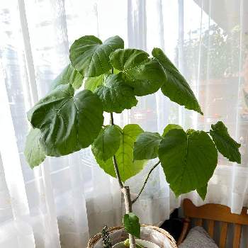 フィカスウンベラータ！の画像 by sumirecikoさん | 窓辺とフィカスウンベラータ！と植物を育てるのが好き