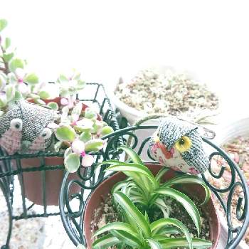 オリヅルラン ボニーの投稿画像一覧 Greensnap グリーンスナップ