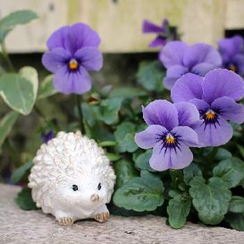 手作りガーデンの画像 by pipiさん | 車庫とビオラとビオラ・パンジーとおうち園芸と手作りガーデンと花のある暮らしと紫のお花
