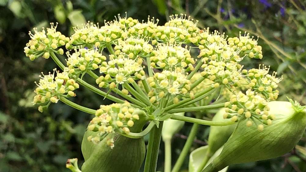 アシタバのお花から種まで Greensnap グリーンスナップ アシタバのお花から種まで Greensnap グリーンスナップ