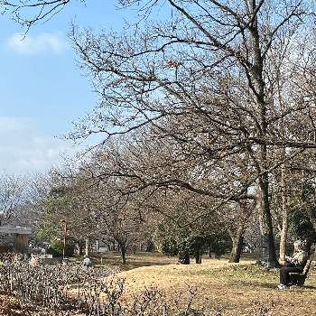 広見公園の画像 by カコさん | お出かけ先と薔薇と散歩道と冬景色と広見公園と土曜の土手の日