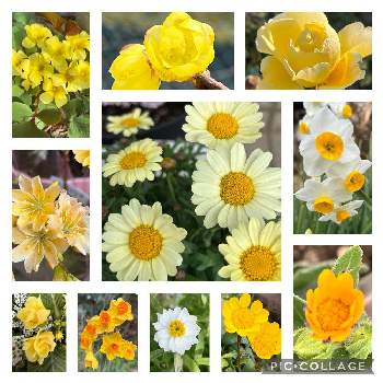 たくさん咲いてるの画像 by はなあーちゃんさん | 広い庭とたくさん咲いてると癒される♡と元気色とあつまれ どうぶつの里と黄色の花