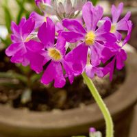 サクラソウの画像