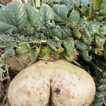 おもしろ野菜の投稿画像一覧 Greensnap グリーンスナップ