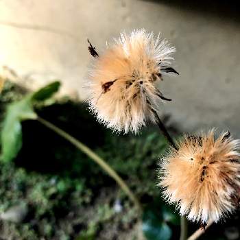  ツワブキの画像 by kayさん | 小さな庭とツワブキとふわふわと ツワブキとふわふわの綿毛とツワブキ綿毛といいね❤️フォロー❤️コメント❤️ありがとう