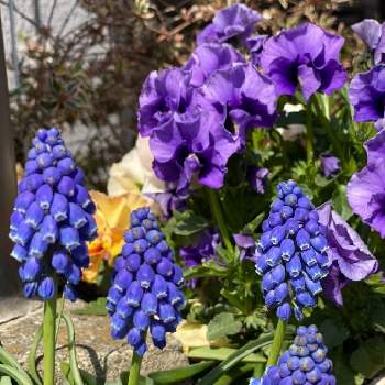 1月の画像 by Cookieさん | ムスカリと1月とわれら17年組と ムスカリと今日のお花と球根と紫のお花と青い花と青い花マニア