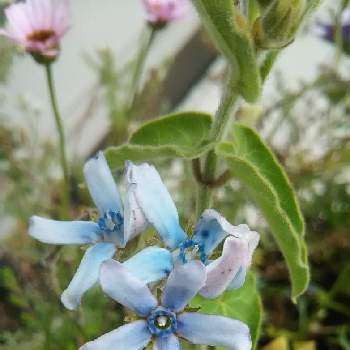 満点の ブルーなお花 アート 写真