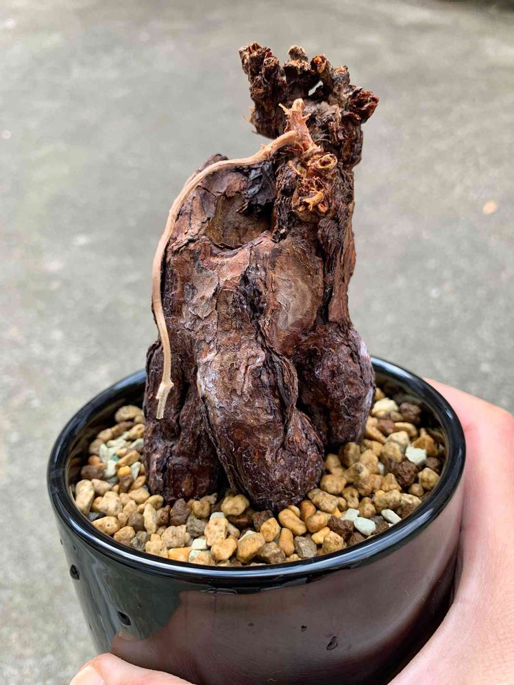 ペラルゴニウム・トリステの発根管理に挑戦!!｜🍀GreenSnap（グリーン  