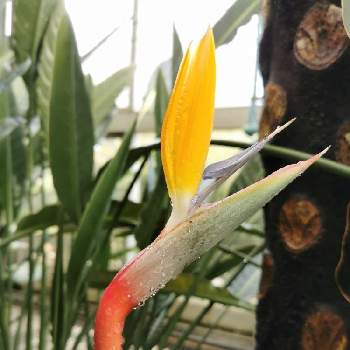 ストレリチア 極楽鳥花の投稿画像一覧 Greensnap グリーンスナップ