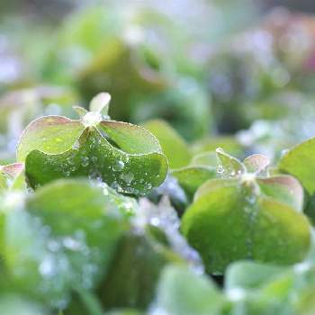 朝露の画像 by XLCRさん | イモカタバミの葉と朝露と葉と溶けた霜