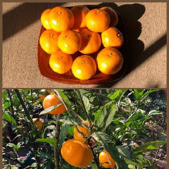 温州ミカンの画像 by Citrusさん | 小さな庭と温州みかんと温州ミカンと果樹鉢植え