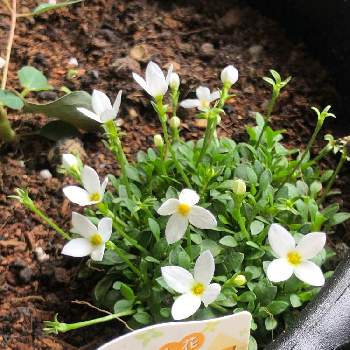 ひなそう の投稿画像一覧 Greensnap グリーンスナップ