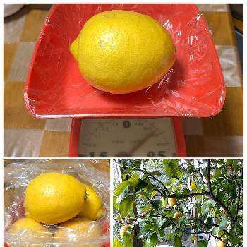 レモン　リスボンの画像 by Citrusさん | 窓辺とレモンとレモンの鉢植えと香酸柑橘とレモン　リスボンと柑橘の鉢