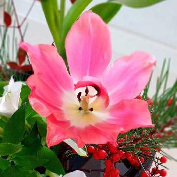 お正月の花の画像 by wacoさん | 部屋と南天とチューリップとアルストロメリアとお正月の花とはなのある暮らし
