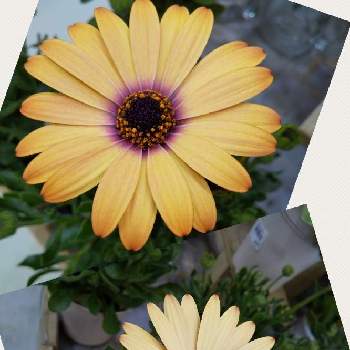 色々な色の画像 by ノッコちゃんさん | 玄関とオステオスペルマムアキラと大切な癒やしと可愛い❤と色々な色とおきにいり ♡と春一番の花と大好きなお花♡と♥︎すてき♥︎と黄色の花と鉢植えと花のある暮らしとパープルの花