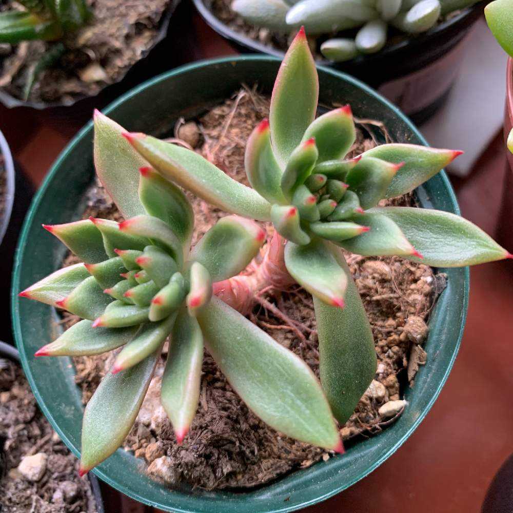 ジェイドポイントの成長記録🧡🧡｜🍀GreenSnap（グリーンスナップ）