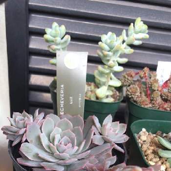 花芽カットの投稿画像一覧 Greensnap グリーンスナップ