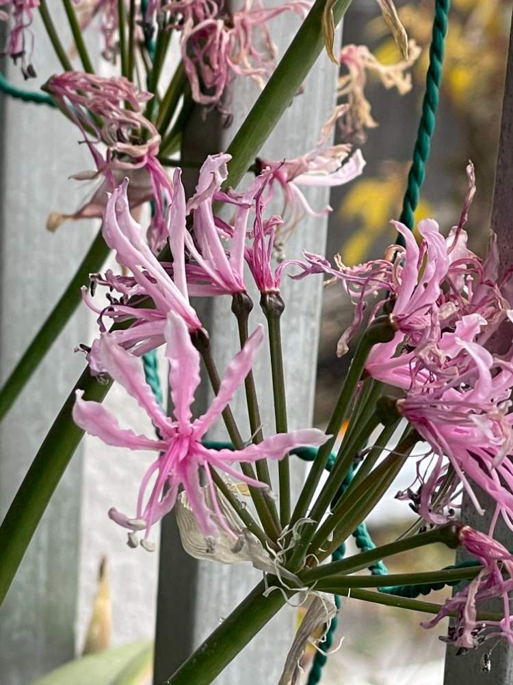 ネリネ ダイヤモンドリリー の投稿画像 By さくらsakuraさん ダイヤモンドリリーとネリネ ウンデュラータとネリネとバルコニー ベランダ 22月1月30日 Greensnap グリーンスナップ Greensnap グリーンスナップ