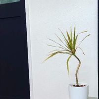 Pazmph4h2umc7m Pazmph4h2umc7m