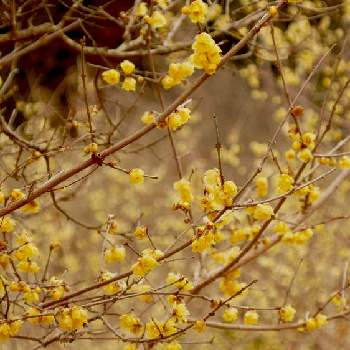 静かな時間の画像 by senさん | お出かけ先と観察とロウバイの花　と静かな時間と黄色い花と花のある暮らしと寄（よどりき）