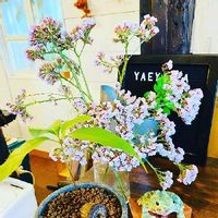 オキナワウラジロガシ,観葉植物,植物のある暮らし,石垣島,プレゼントの画像