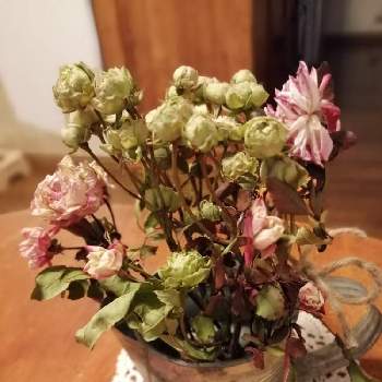 スプレーバラ エクレールの投稿画像一覧 Greensnap グリーンスナップ