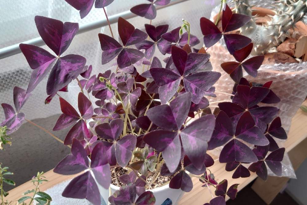 オキザリス開花 Greensnap グリーンスナップ