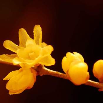 静かな時間の画像 by senさん | 部屋と観察とロウバイの花　と静かな時間と黄色い花と花のある暮らし