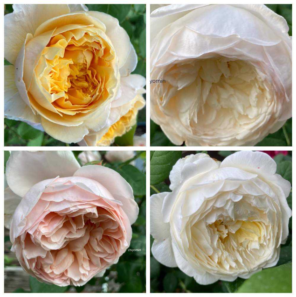 21年 庭で咲いた薔薇 Greensnap グリーンスナップ