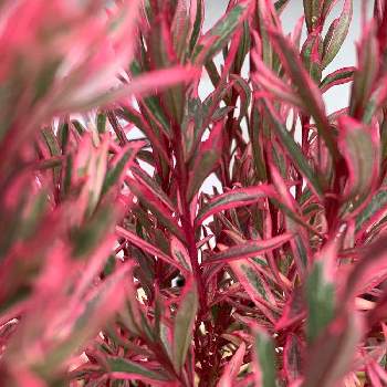 サザンクロス フイリーナクイーンの画像 by tomo1989さん | エクステリアとサザンクロス フイリーナクイーンと鉢植えとオージープランツと植物男子