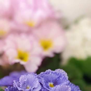 初めて♡の画像 by kuteshiganaさん | 小さな庭とプリムラジュリアンと初めてと初めて♡と初めて育てると紫の花が好き